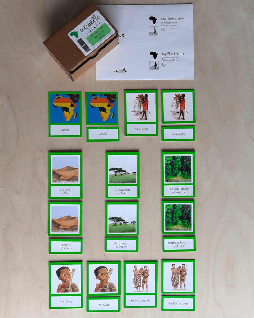 Complete Set of Continent Biome Cards–Primary