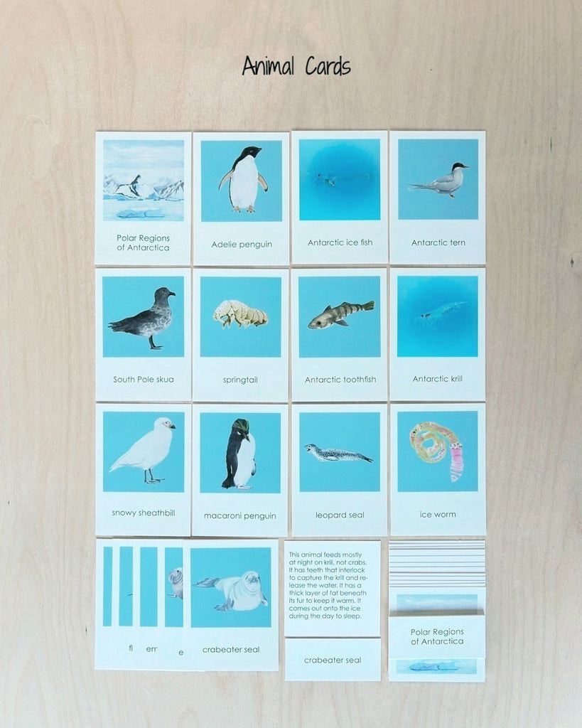Antarctica Biome Cards-Primary-Animals