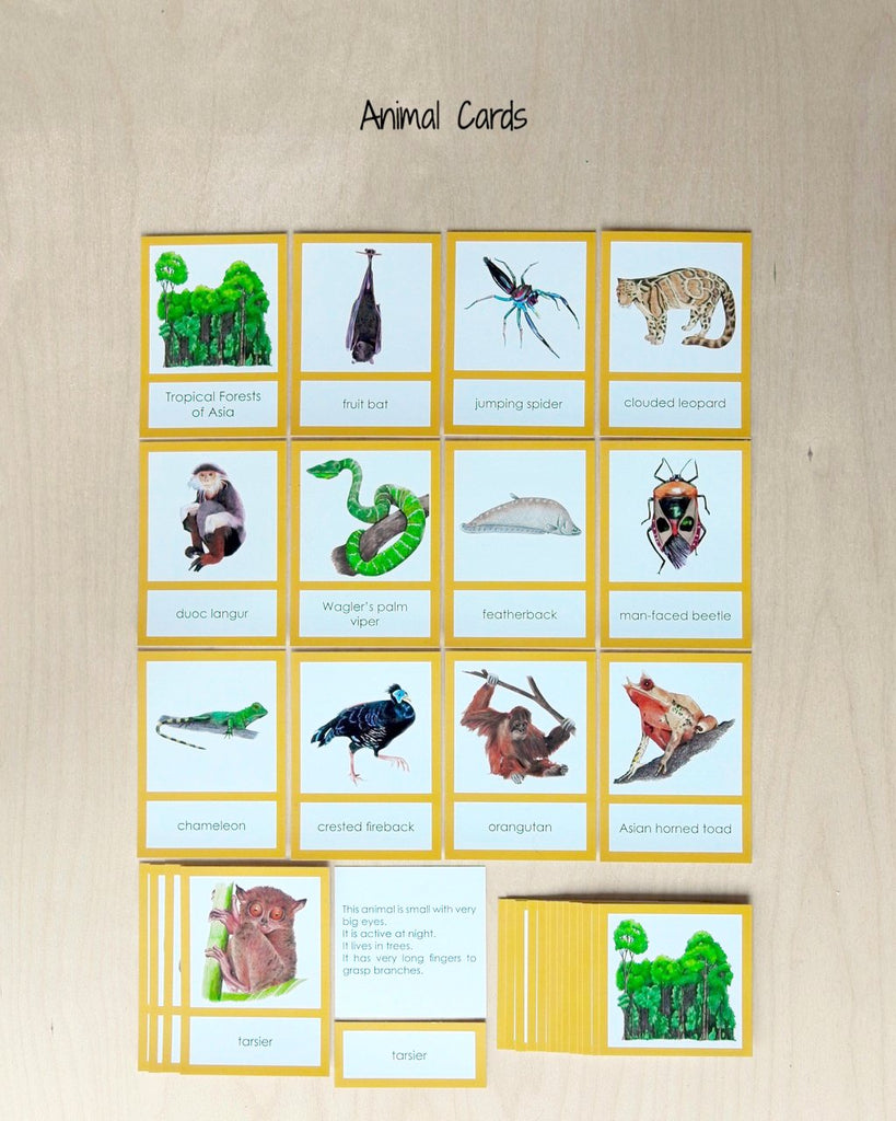 Asia Biome Cards-Primary-animals
