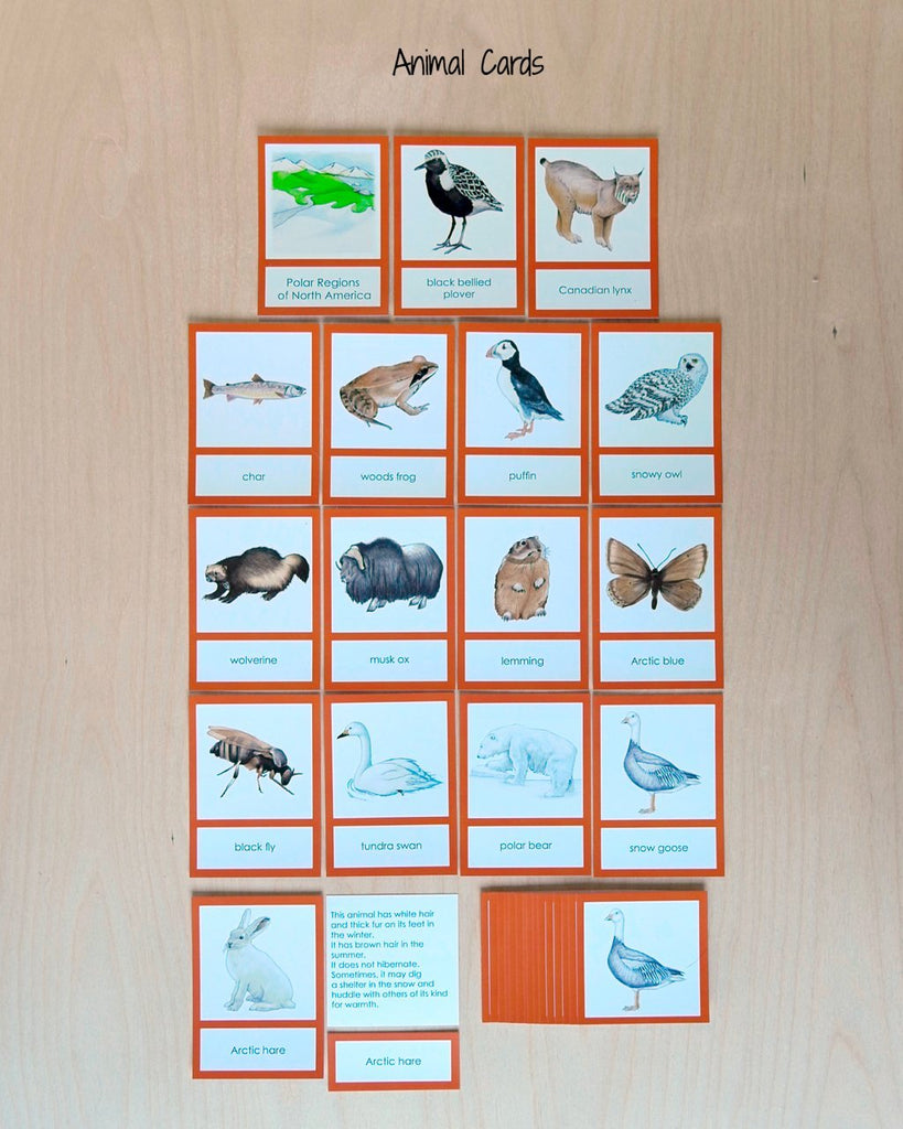 North America Biome Cards-Primary-Animals