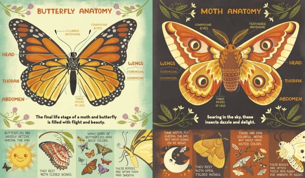 What's inside a caterpillar cocoon?