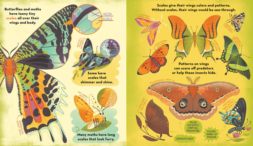 What's inside a caterpillar cocoon?