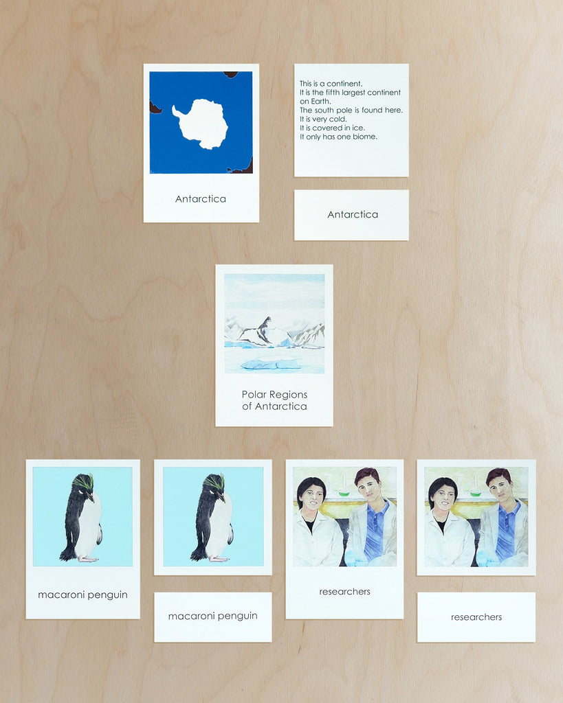 Antarctica Biome Cards-Primary
