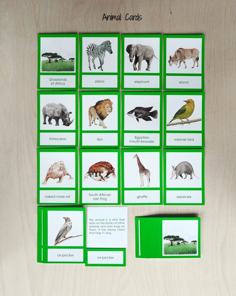 Africa Biome Cards-Primary-Animals