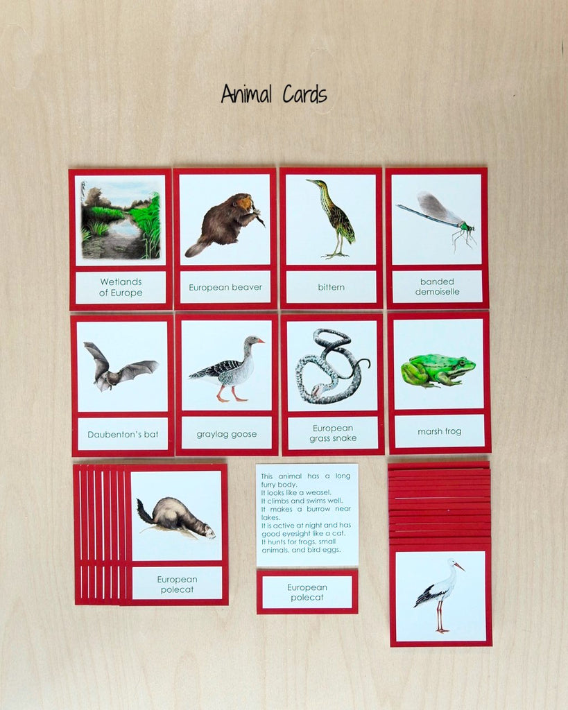 Europe Biome Cards-Primary-Animals