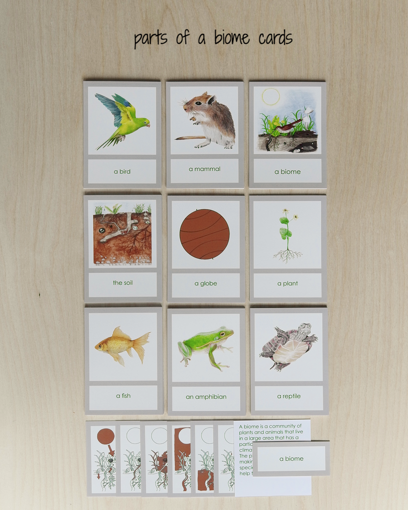 Biome Cards.pdf A Introduction to the Biomes Curriculum–Primary | wasecabiomes