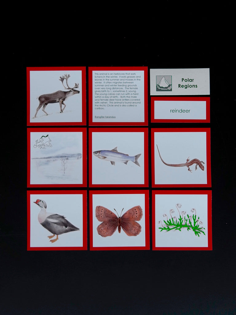 Europe Biome Cards-Elementary
