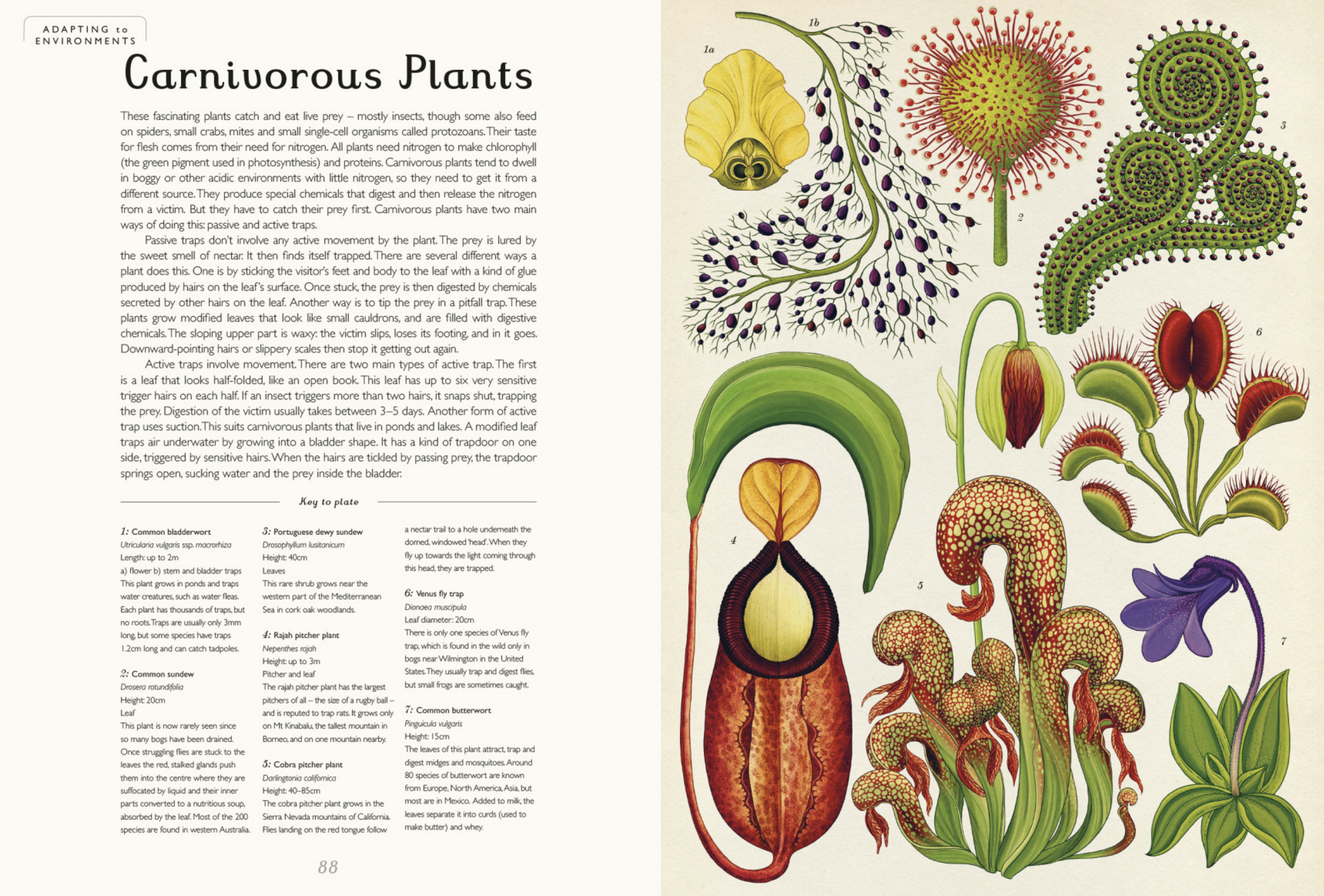 ボタニカム　Botanicum 英語版 Botanicum | wasecabiomes